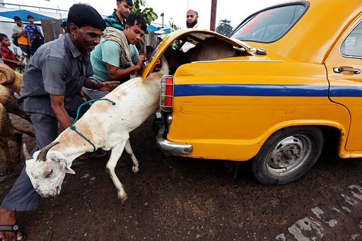 A goat tries to escape from the boot of a taxi after being purchased at a livestock market ahead of the Eid al-Adha festival in Kolkata
