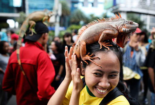 A woman holds an iguana perched on her head at a gathering of a reptile club during a car-free day in central Jakarta