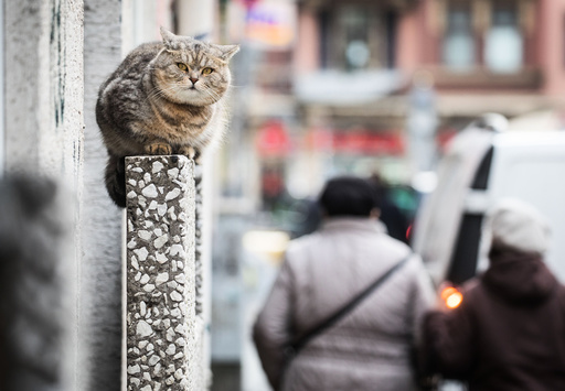 Balcony cat