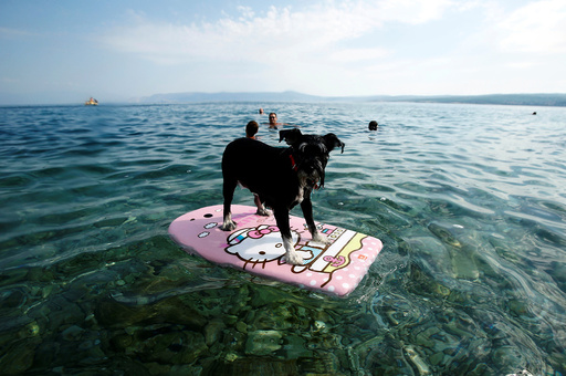A dog is seen on a swimming board at dog beach and bar in Crikvenica