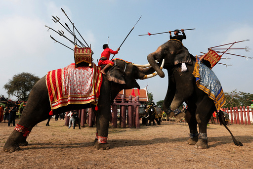 Thai mahouts take part in an elephant fighting demonstration during Thailand's national elephant day celebration in the ancient city of Ayutthaya