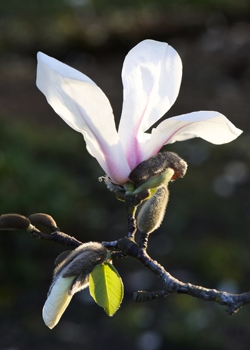 Blomstrende snømagnolia (Magnolia kobus borealis). Botanisk hage. Oslo.