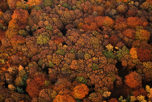 An aerial view shows a deciduous forest on a sunny autumn day in Recklinghausen