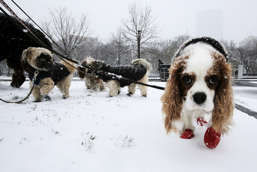 Dogs walk through the snow during a spring snow storm in Boston