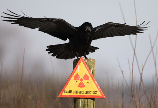 A raven stretches its wings as it sits on a post inside the exclusion zone around the Chernobyl nuclear reactor near the village of Babchin