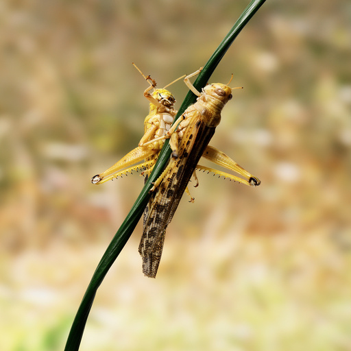Desert Locusts on twig