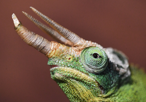 Jackson's chameleon at the Museum of Natural History in Karlsruhe