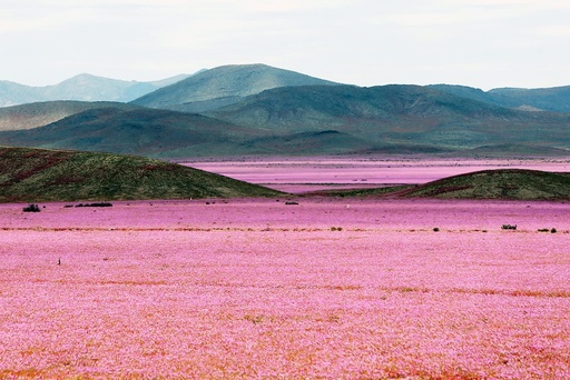 Chilean desert shows the biggest mallow blossoming of the last 18 years