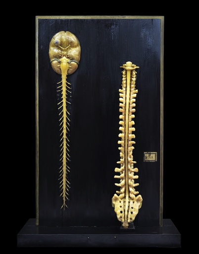 Brain and spinal cord model, 18th century