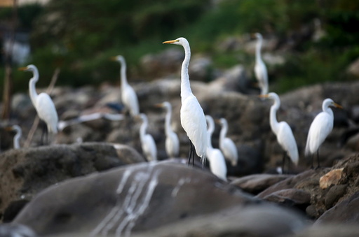Herons stand on rocks that were once covered by the waters of the Magdalena river, the longest and most important river in Colombia, in the city of Honda