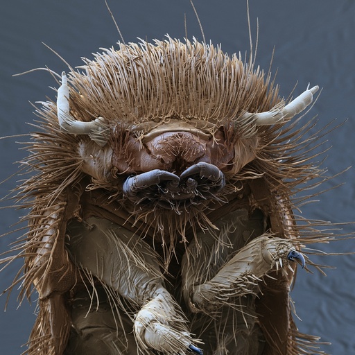 Brown carpet beetle larva, SEM
