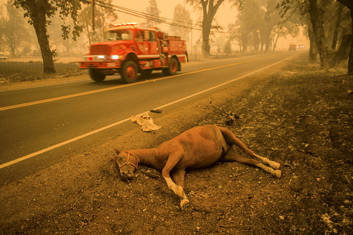 A dead horse lies beside Highway 175 after the Valley Fire raged through Middletown