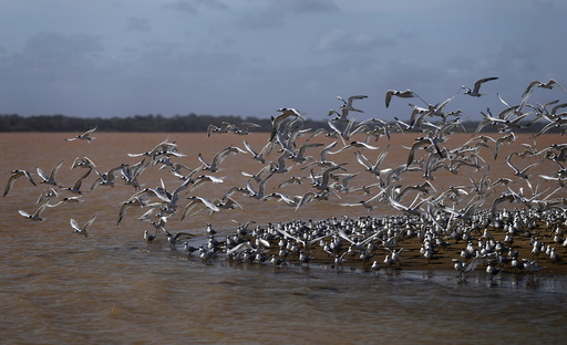 Seagulls fly near the mouth of Rio Doce, which was flooded with mud after a dam owned by Vale SA and BHP Billiton Ltd burst, as the river joins the sea on the coast of Espirito Santo, in Regencia Village, Brazil
