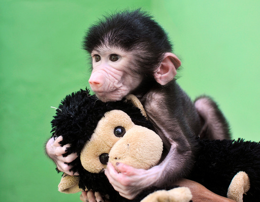 A 23-day-old hamadryas baboon plays with a stuffed toy at Sri Chamarajendra Zoological Gardens after the baboon, according to a zoo doctor, was abandoned by its mother after its birth on April 4, in Mysuru