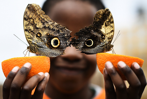 Bjorn, aged 5, smiles as he poses with a Owl butterfly during an event to launch the Sensational Butterflies exhibition at the Natural History Museum in London