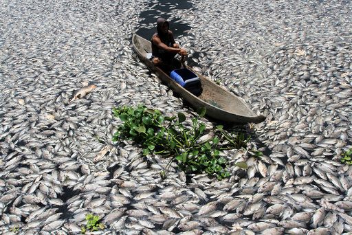 A man steers a wooden boat through dead fish in a breeding pond at the Maninjau Lake in Agam regency