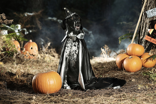 How not to let your pet get spooked this Halloween!