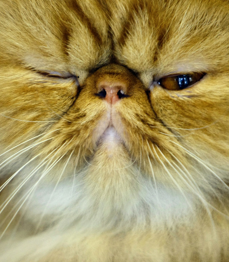 A Persian cat is presented to the judges during an international feline beauty contest in Bucharest