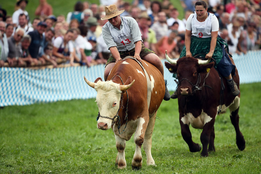 Farmer rides on an ox during a traditional ox race in Haunshofen
