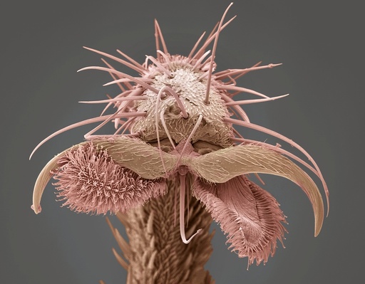 Yellow dung fly's foot, SEM