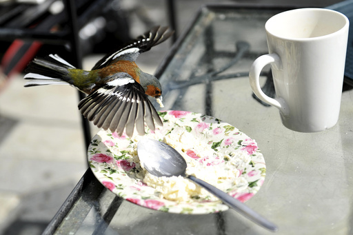 A Chaffinch bird eats the remains of a cake during Britain's Prince Charles and his wife, Camilla Duchess of Cornwall's visit to Glenveagh National Park during a tour to Donegal