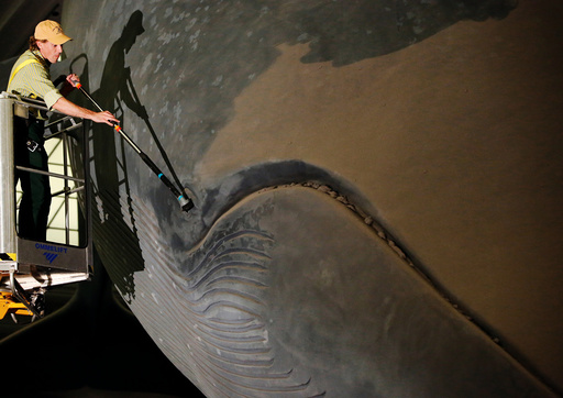 Trenton Duerksen cleans a 94-feet-long blue whale model at the American Museum of Natural History in Manhattan