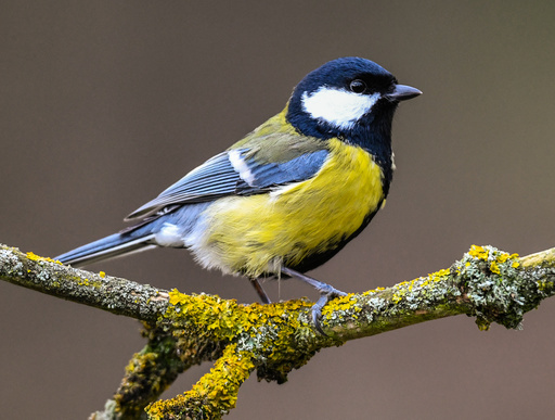 Hour of winter birds - observe and report birds