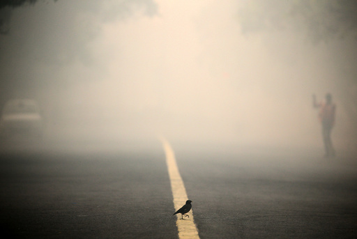 A bird crosses a smog covered road in New Delhi