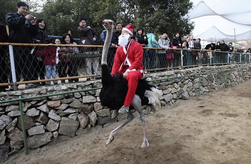 A staff member dressed as Santa Claus rides an ostrich during a performance to attract visitors at a zoo in Wuhan