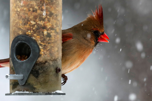 A female Northern Cardinal sits on a bird feeder in falling snow in the Village of Valley Cottage, New York, a suburb north of New York City