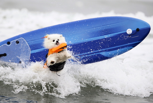 American Eskimo named Ziggy crashes on a wave during the small dog competition competes in the 10th annual Petco Unleashed surf dog contest at Imperial Beach, California