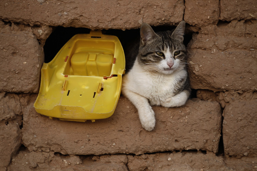 A cat is seen at a window of the mud house in a Sahrawi refugee camp of Al Smara in Tindouf