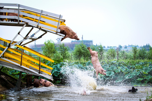 Pigs are herded off a platform into water by breeders during a daily exercise at a pig farm in Shenyang