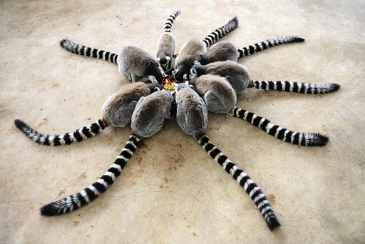 Lemurs eat at Qingdao Forest Wildlife World in Qingdao, Shandong province