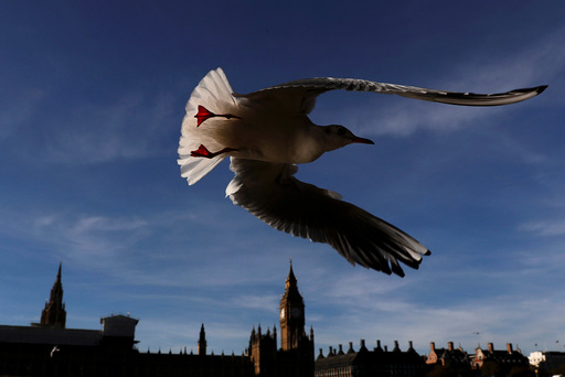 A seagull flies past the Houses of Parliament in central London