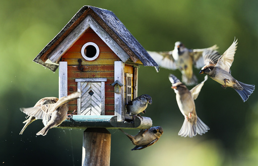 Sparrows fly around a bird feeder in Putgarten