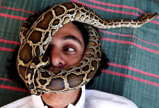 Palestinian man Nabeel Mussa, who keeps scorpions and snakes as a hobby and eats them, has his face surrounded by a snake at his house in Riyadh