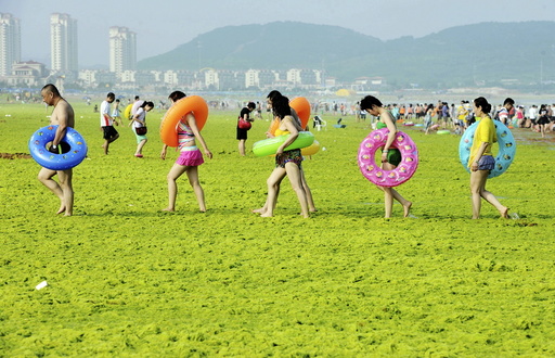 Swimmers walk with their floats on a beach covered by algae, in Qingdao