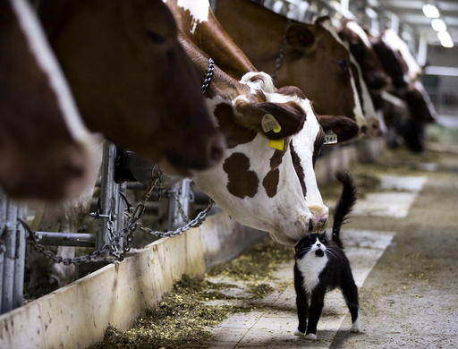Dairy cows nuzzle a barn cat as they wait to be milked at a farm in Granby Quebec