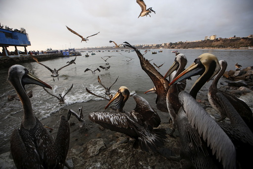 Pelicans wait for food at a market at Pescadores beach in the Chorrillos district of Lima