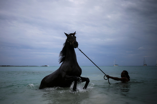 A handler baths a horse from the Garrison Savannah in the Caribbean Sea near Bridgetown, Barbados
