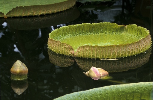 Amazonas vannlilje Victoria amazonica. Opptak i Botanisk Hage, Tøyen, Oslo