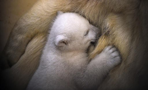 Polar bear cub snuggles up against her mother Valeska at Bremerhaven Zoo by the Sea