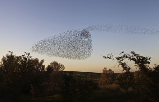 Migrating starlings fly in formation across the sky near the southern Israeli town of Rahat