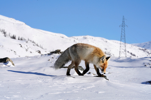 A fox walks in the snow in Hemu of Altay, Xinjiang Uygur Autonomous Region