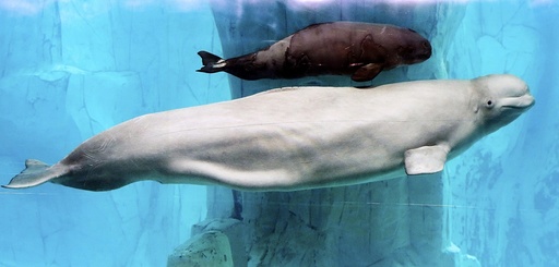 Oceanografic de Valencia presents the first beluga whale born in the aquarium