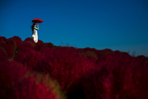 A woman holds a parasol as she stands in a field of fireweed at the Hitachi Seaside Park north of Tokyo