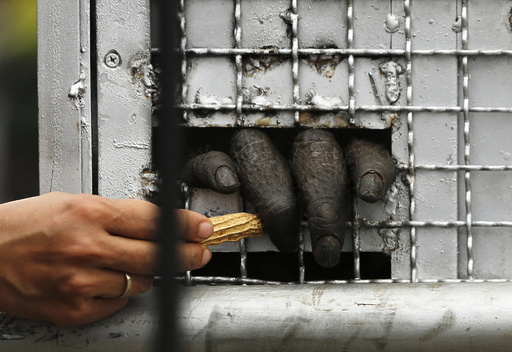 A keeper gives peanut to an orangutan inside a cage shortly after it arrived from Thailand at Halim Perdanakusuma airport in Jakarta