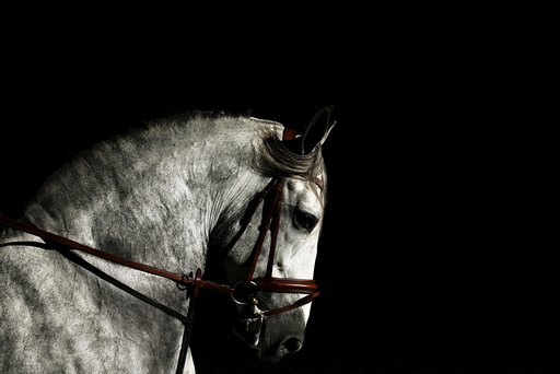 A purebred Spanish horse is pictured during the Sicab International Pre Horse Fair in the Andalusian capital of Seville, southern Spain