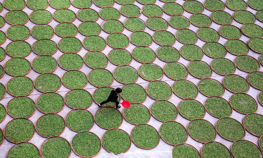 A woman walks in a yard where tea leaves are dried at a tea company in Dening